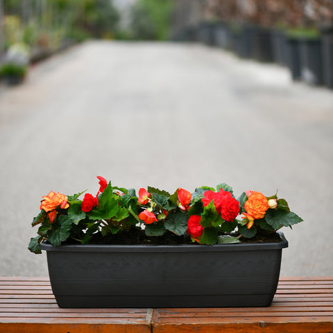 Begonia Non Stop