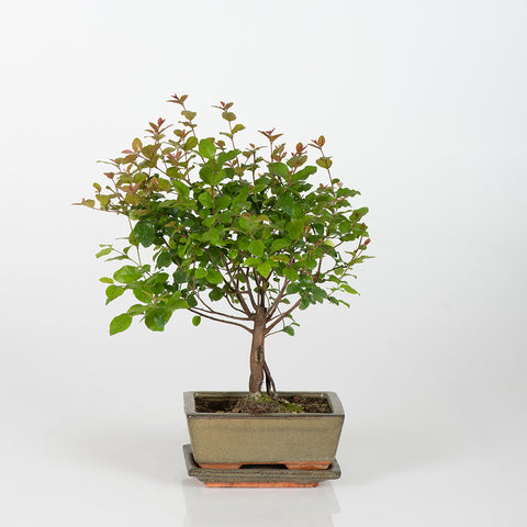 Bonsai Bliss