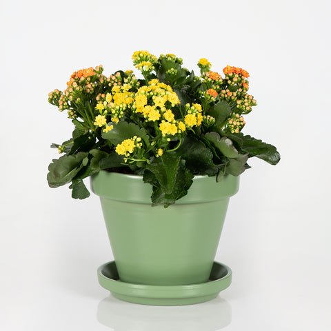 Cheerful Charm