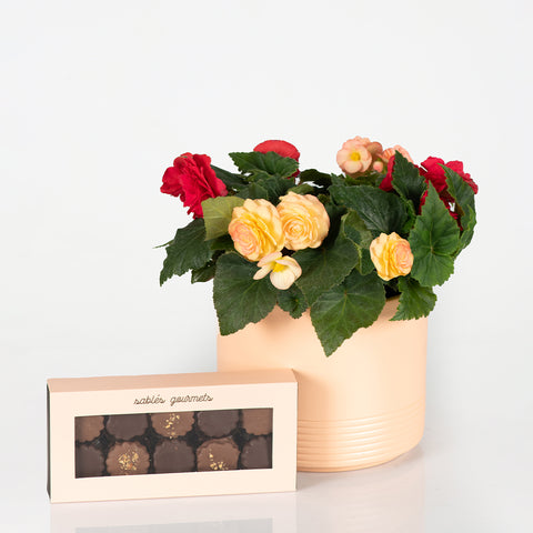 Colorful Begonias