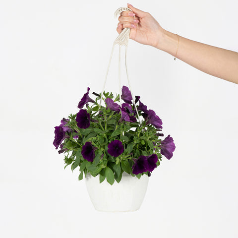 Petunia Surfinia Purple