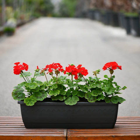 Red Geranium Zonal