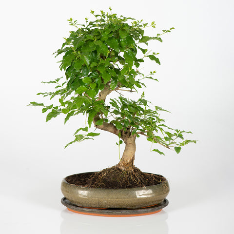 Serene Bonsai