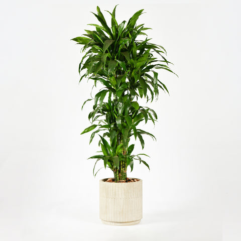 Cornstalk Plant