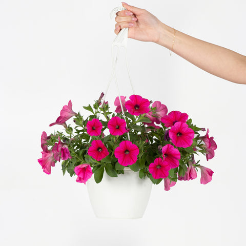 Petunia Surfinia Fuchsia