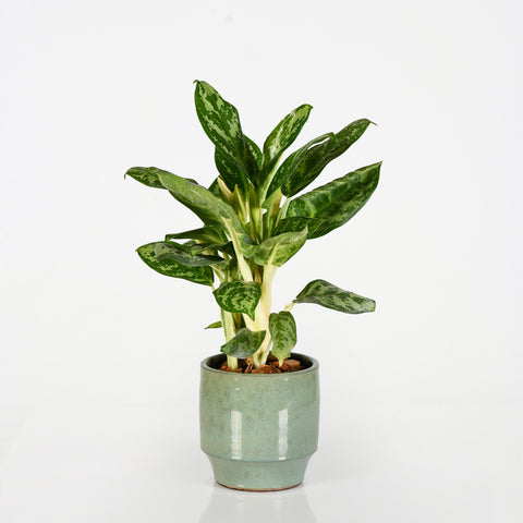 Green Thumb