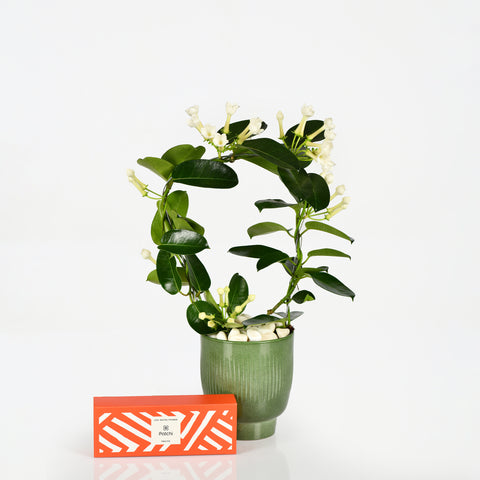 Fragrant Jasmine