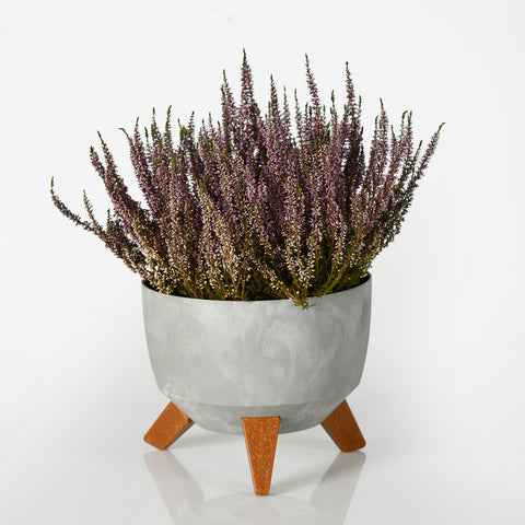 Purple Garden