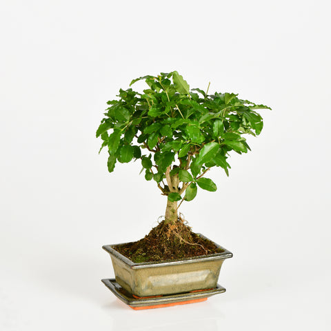 Bonsai Ligustrum