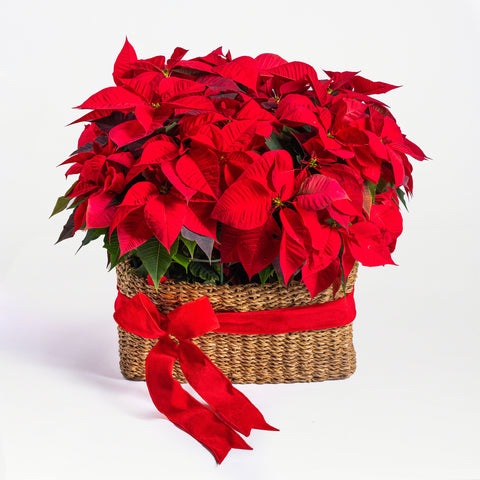 Poinsettia Magic