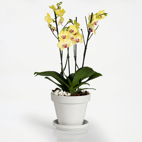 Lush Orchid