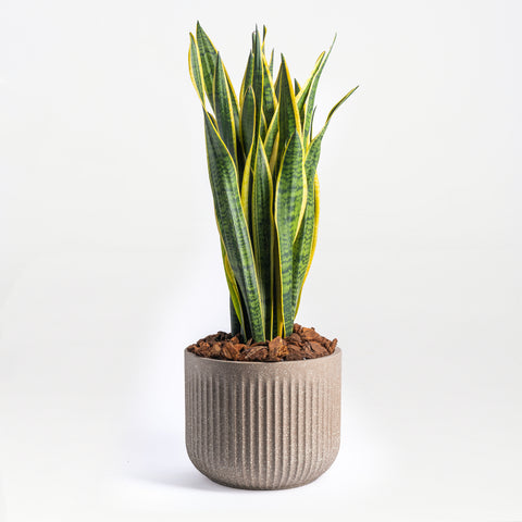 Sanseveria Sentiments