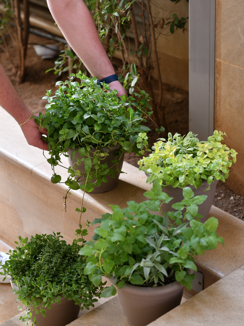Outdoor Plants for Every Space