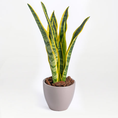 gifting a snake plant Snake it Easy