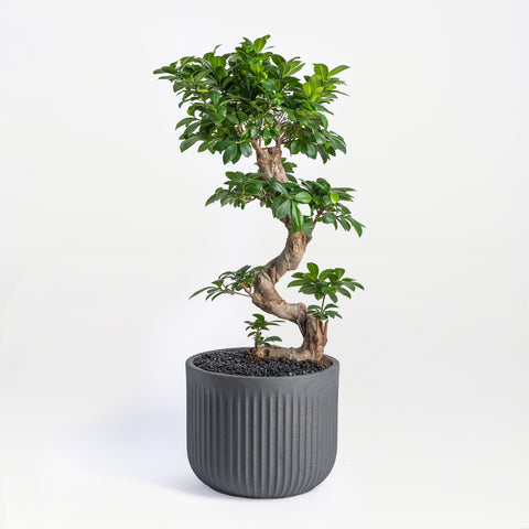 Bonsai Feelings