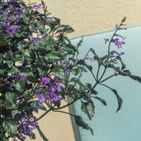 Violet Harmony
