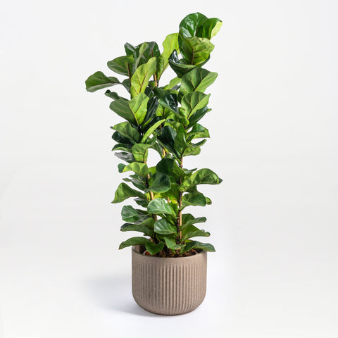 Ficus Fantasy