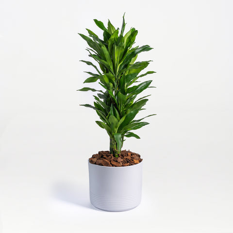 Dracaena Flow
