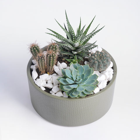 exotica succulents Office Buddies