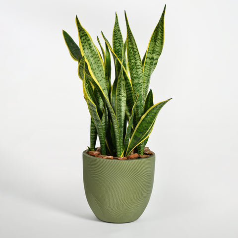 Snake Plant
