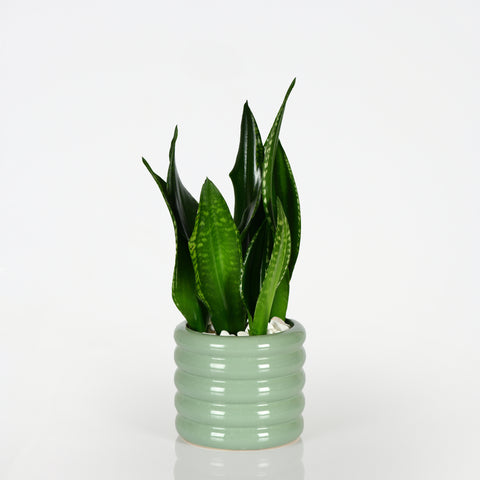 Green Velvet