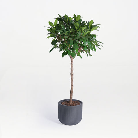 Ficus Grandeur