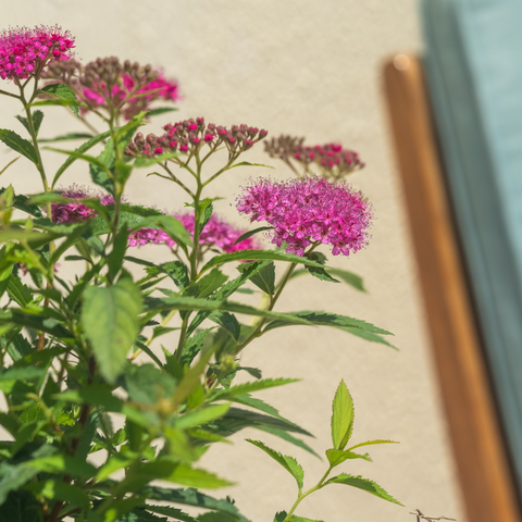 Blooming Gratitude