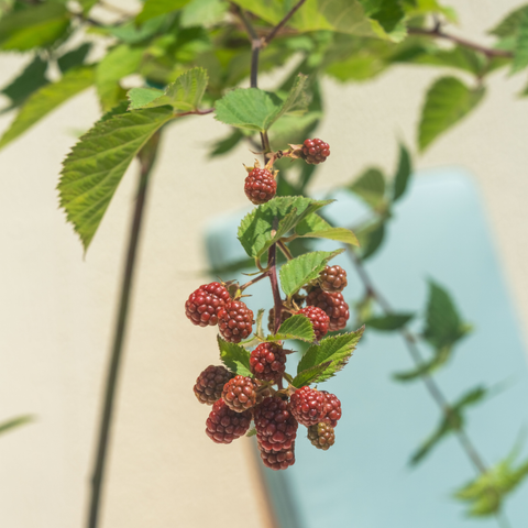 Berry Sweet