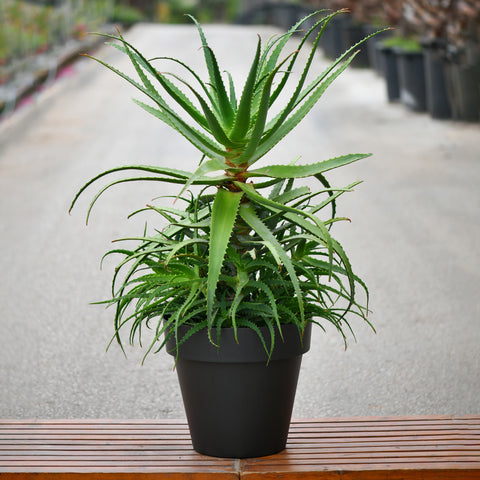 Aloe Spinosissima