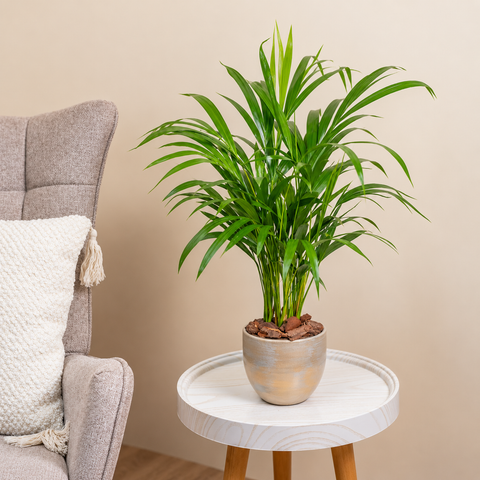 Areca Palm
