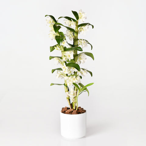 Bamboo Orchid