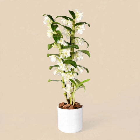 Bamboo Orchid