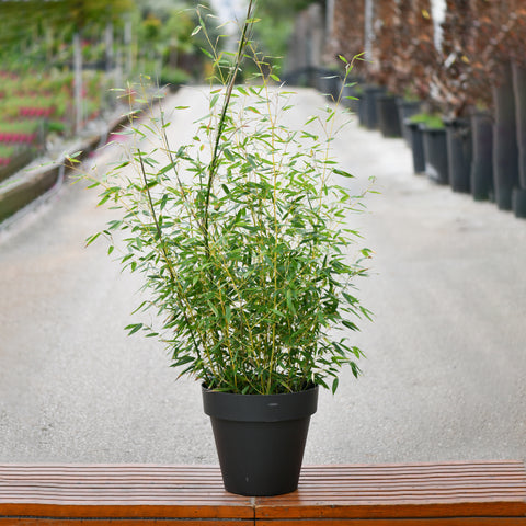 Bambusa Aurea