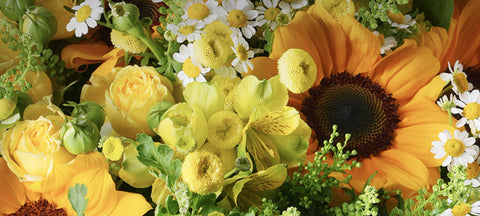 Bloom & Shine