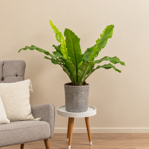 Bird’s Nest Fern