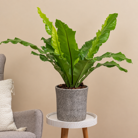 Bird’s Nest Fern
