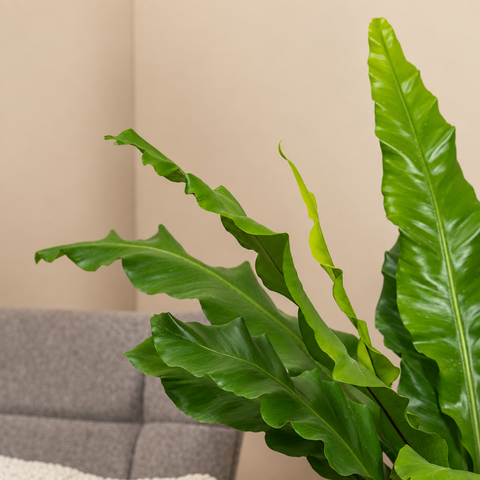 Bird’s Nest Fern