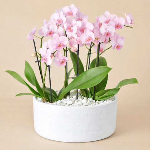 Blushing Orchid