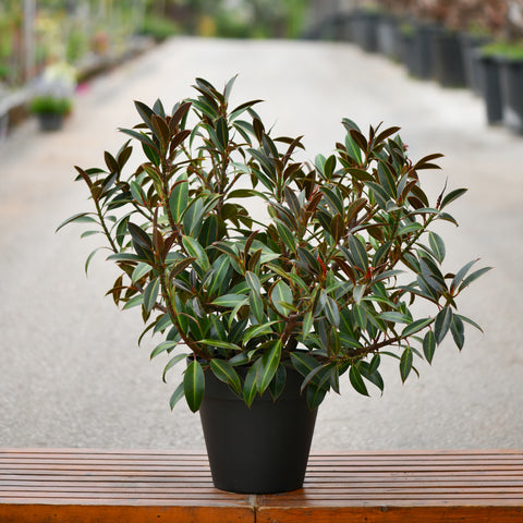 Dwarf Ficus Melany