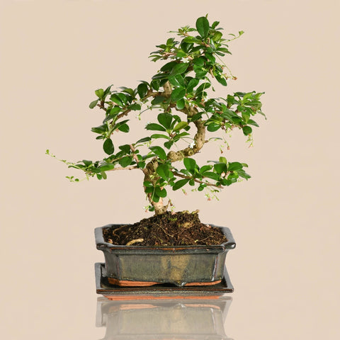 Bonsai Carmona