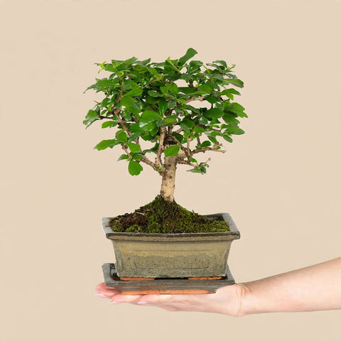 Bonsai Essence