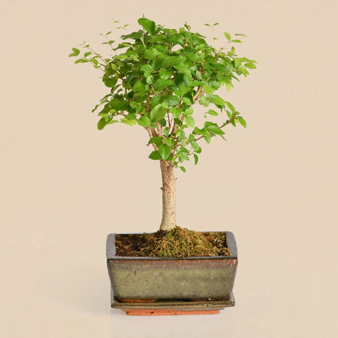 Bonsai Harmony