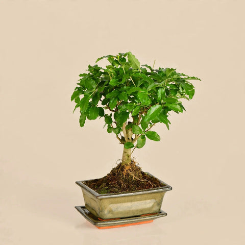Bonsai Ligustrum