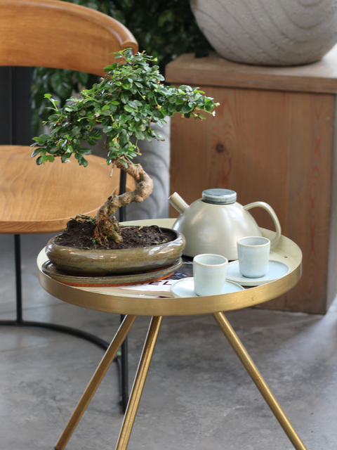 Bonsai Collection