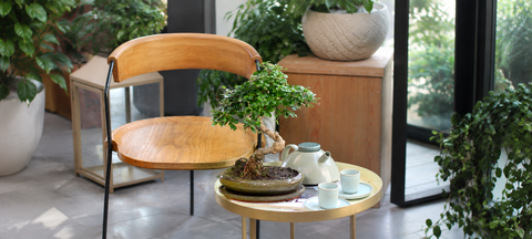 Bonsai Collection