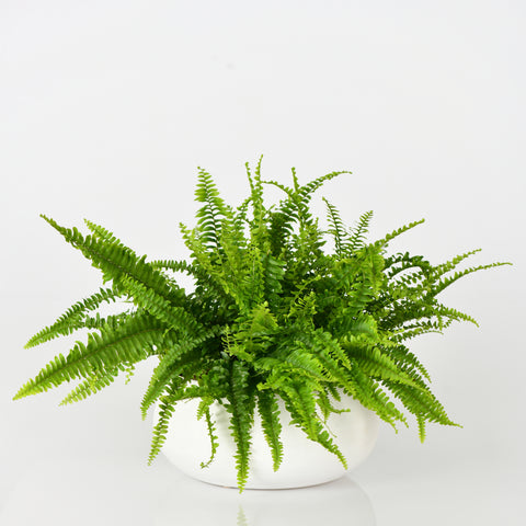 Boston Fern