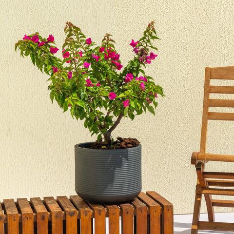 Bougainvillea Plant
