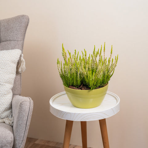 Calluna Vulgaris