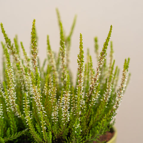 Calluna Vulgaris