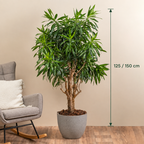 Silky Dracaena